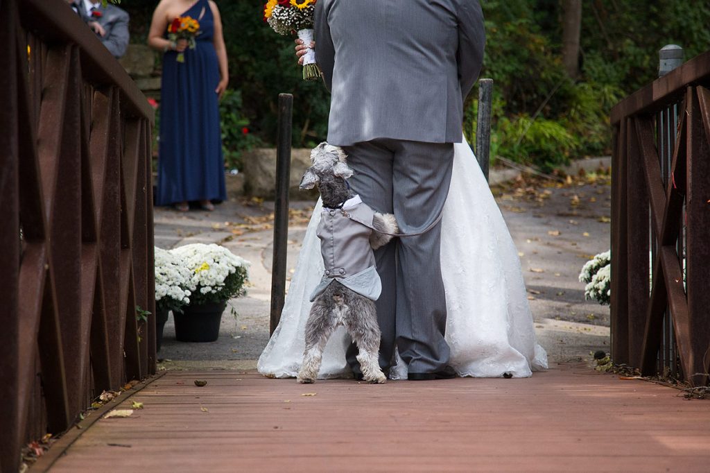 Dog witness the first look on a wedding day
