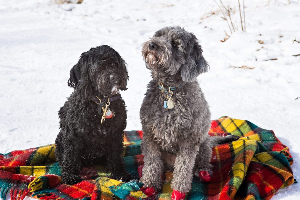Pets Photography in Winter